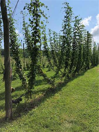 81 Acres of Recreational Land for Sale in Lindley, New York