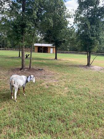 12.2 Acres of Land with Home for Sale in Gilbert, South Carolina