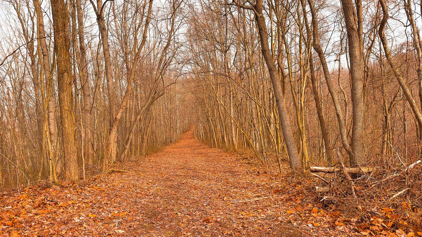 105 Acres of Recreational Land for Sale in Londonderry, Ohio