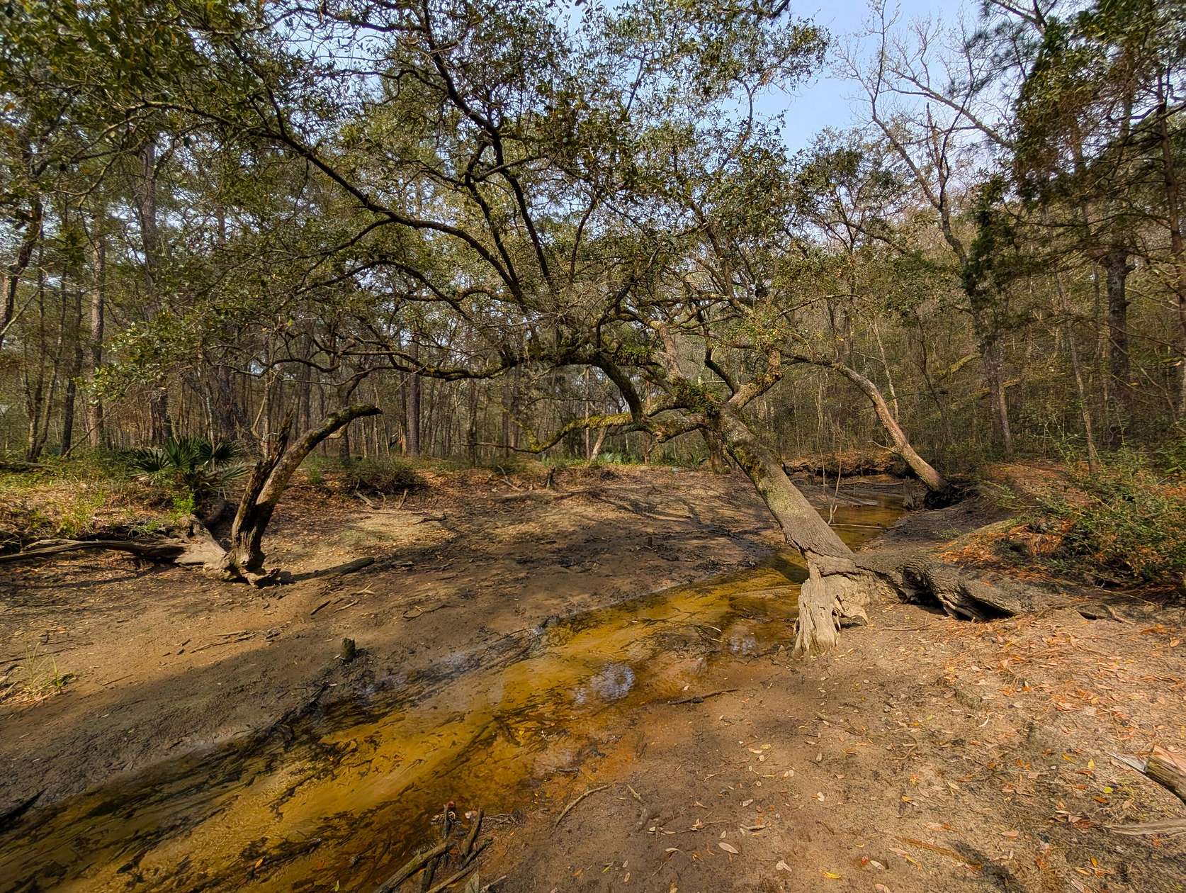 0.8 Acres of Residential Land for Sale in McClellanville, South Carolina