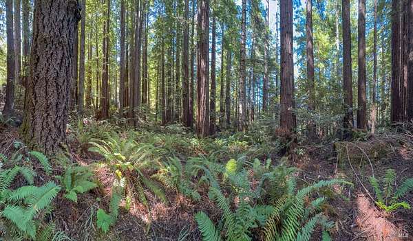 0.39 Acres of Residential Land for Sale in Sea Ranch, California