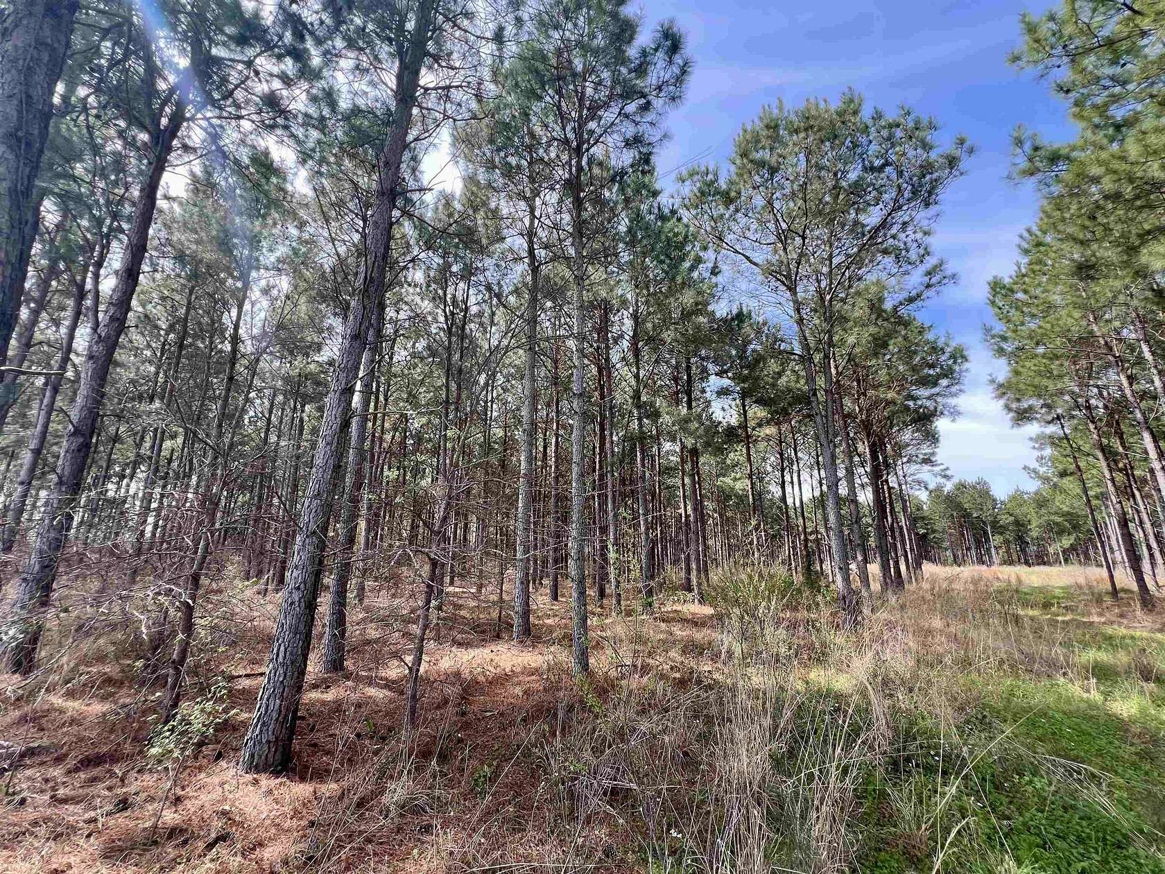 43.2 Acres of Recreational Land for Sale in Winnsboro, Texas