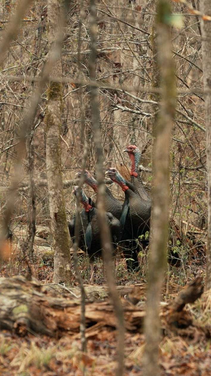 137 Acres of Recreational Land for Sale in Louisville, Mississippi