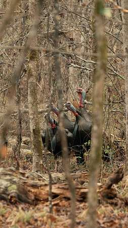 137 Acres of Recreational Land for Sale in Louisville, Mississippi