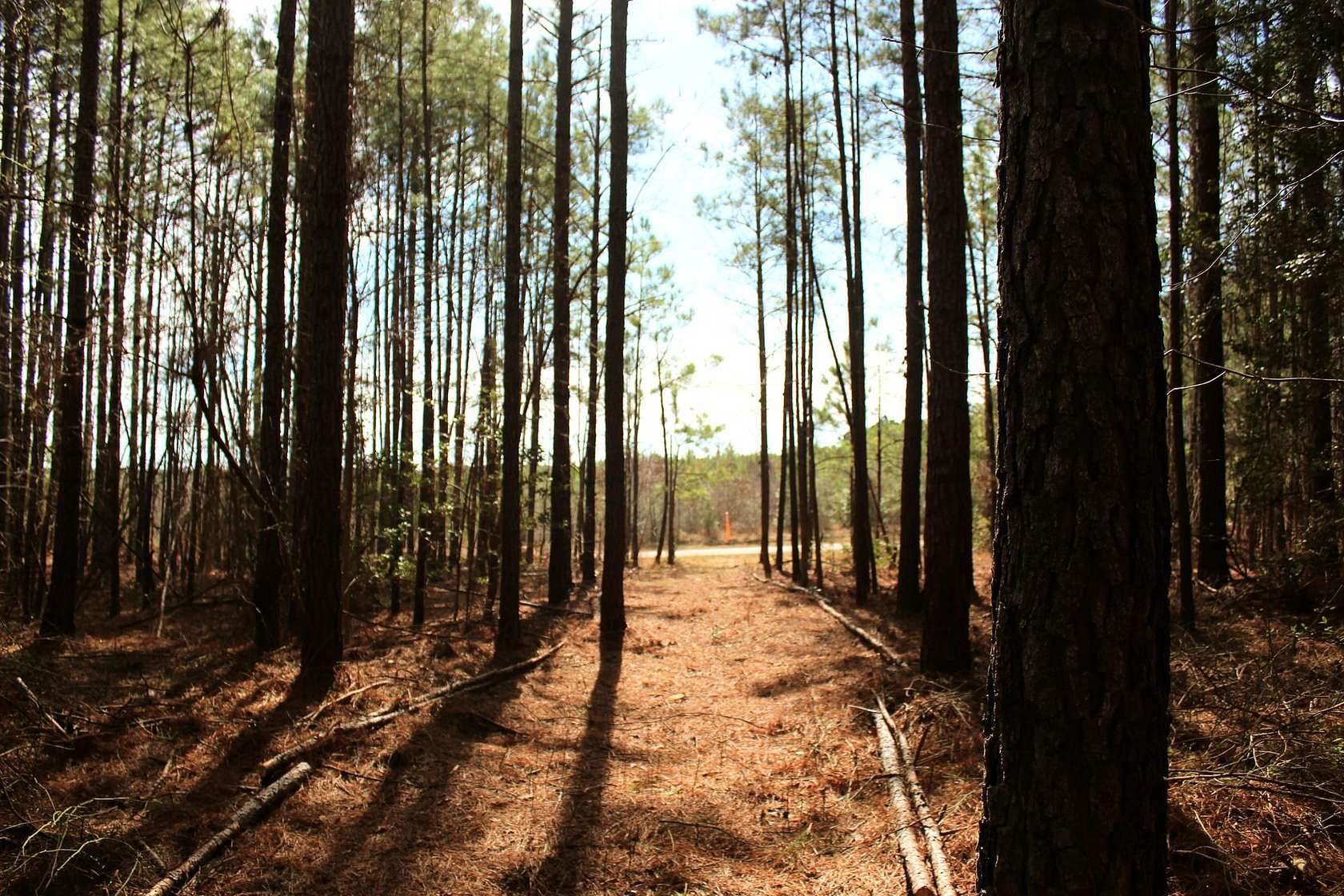 42.7 Acres of Recreational Land for Sale in Lawrenceville, Virginia