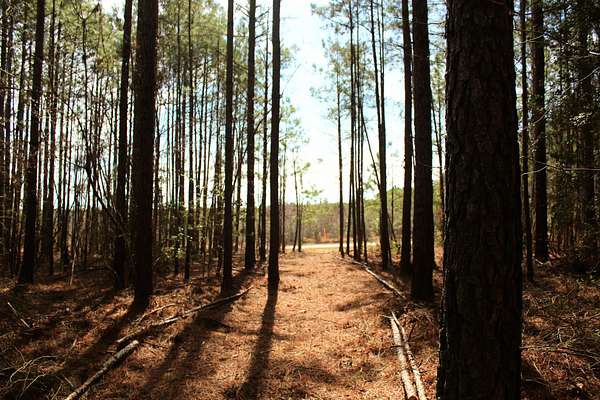 42.7 Acres of Recreational Land for Sale in Lawrenceville, Virginia