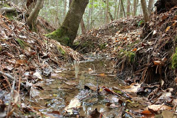 12.5 Acres of Recreational & Residential Land for Sale in Lawrenceville, Virginia