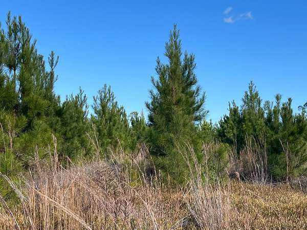 14 Acres of Recreational & Residential Land for Sale in Waycross, Georgia