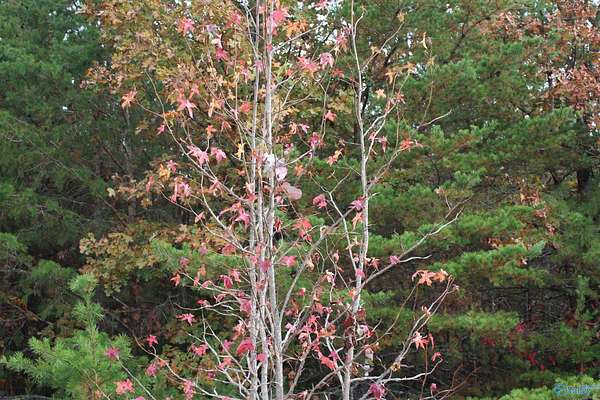 1.3 Acres of Land for Sale in Fort Payne, Alabama