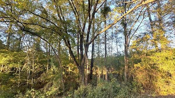 16.3 Acres of Recreational & Residential Land for Sale in Hemphill, Texas