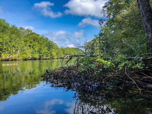 22.2 Acres of Recreational Land for Sale in Crawfordville, Florida