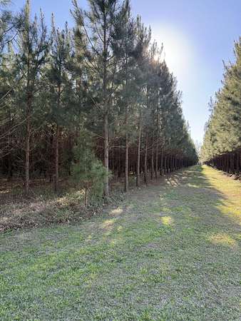10 Acres of Residential Land for Sale in Islandton, South Carolina