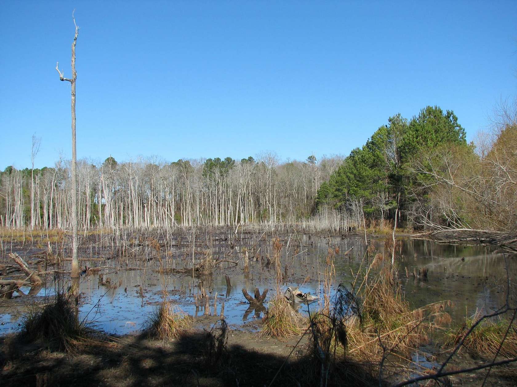 175 Acres of Land for Sale in Dalzell, South Carolina