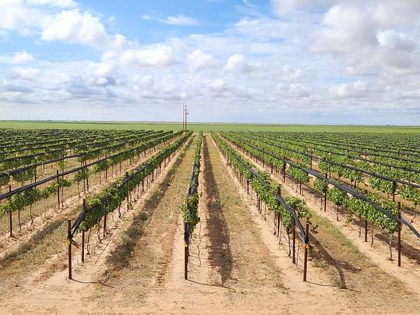 20 Acres of Agricultural Land for Sale in Tahoka, Texas