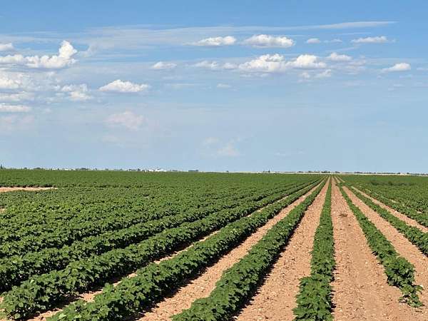 229 Acres of Agricultural & Residential Land for Sale in Ropesville, Texas
