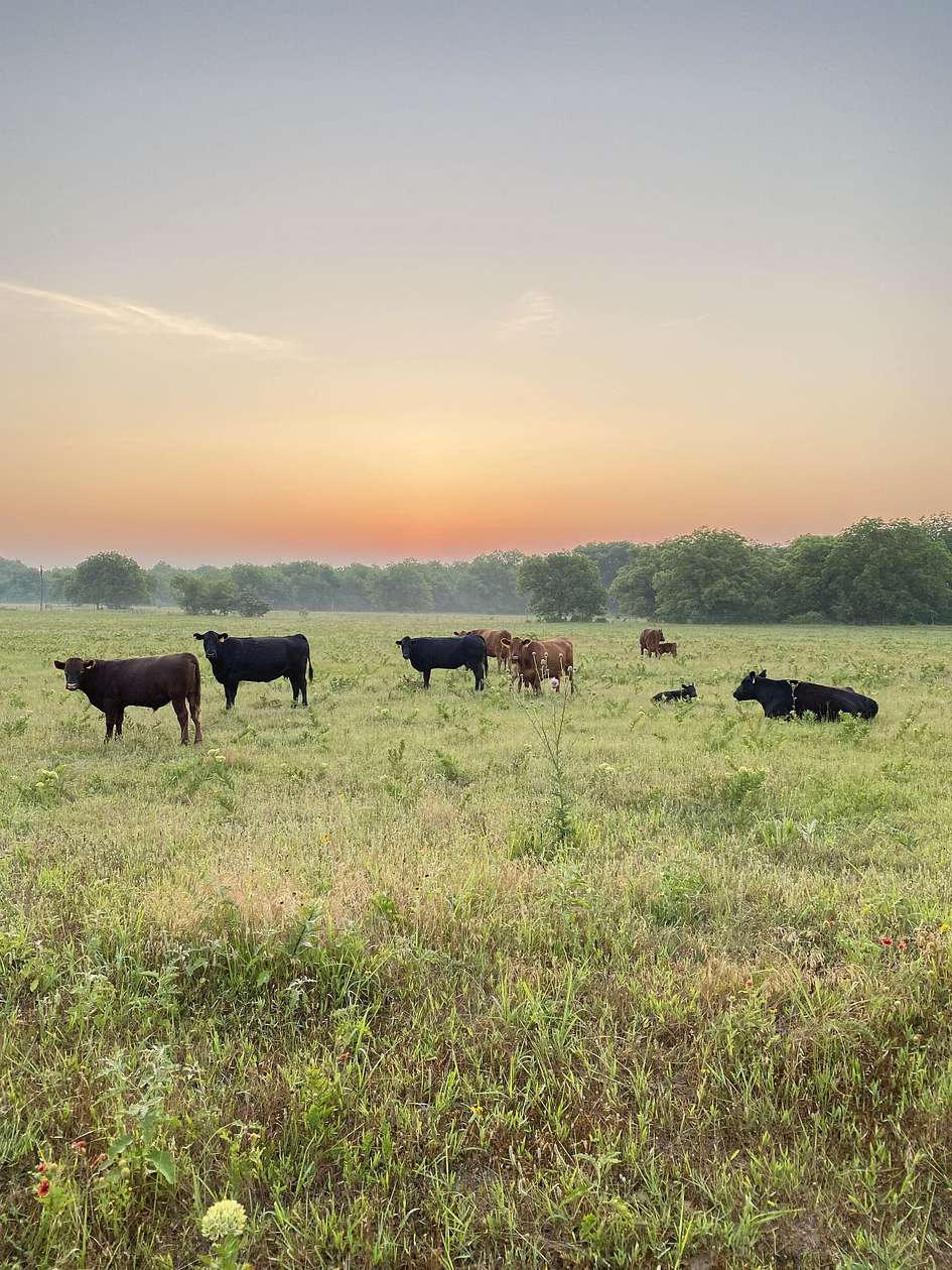 39 Acres of Recreational Land for Sale in Gainesville, Texas