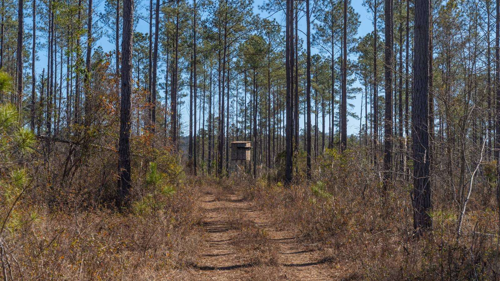 693 Acres of Land for Sale in Buena Vista, Georgia