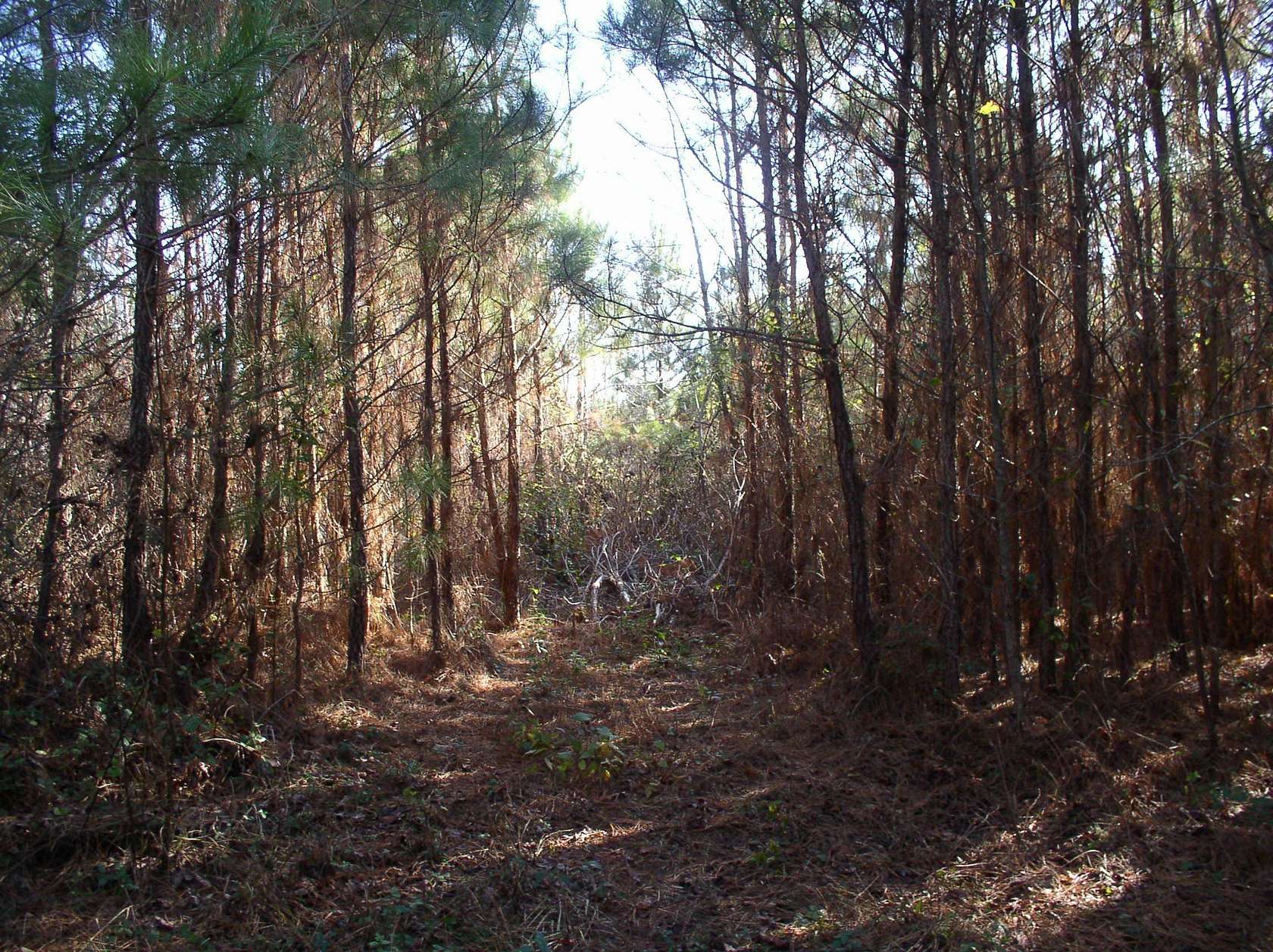 18.5 Acres of Land for Sale in Warrenton, North Carolina