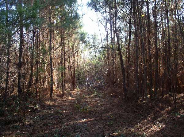 18.5 Acres of Land for Sale in Warrenton, North Carolina
