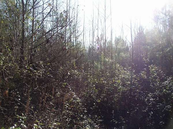 18.5 Acres of Land for Sale in Warrenton, North Carolina