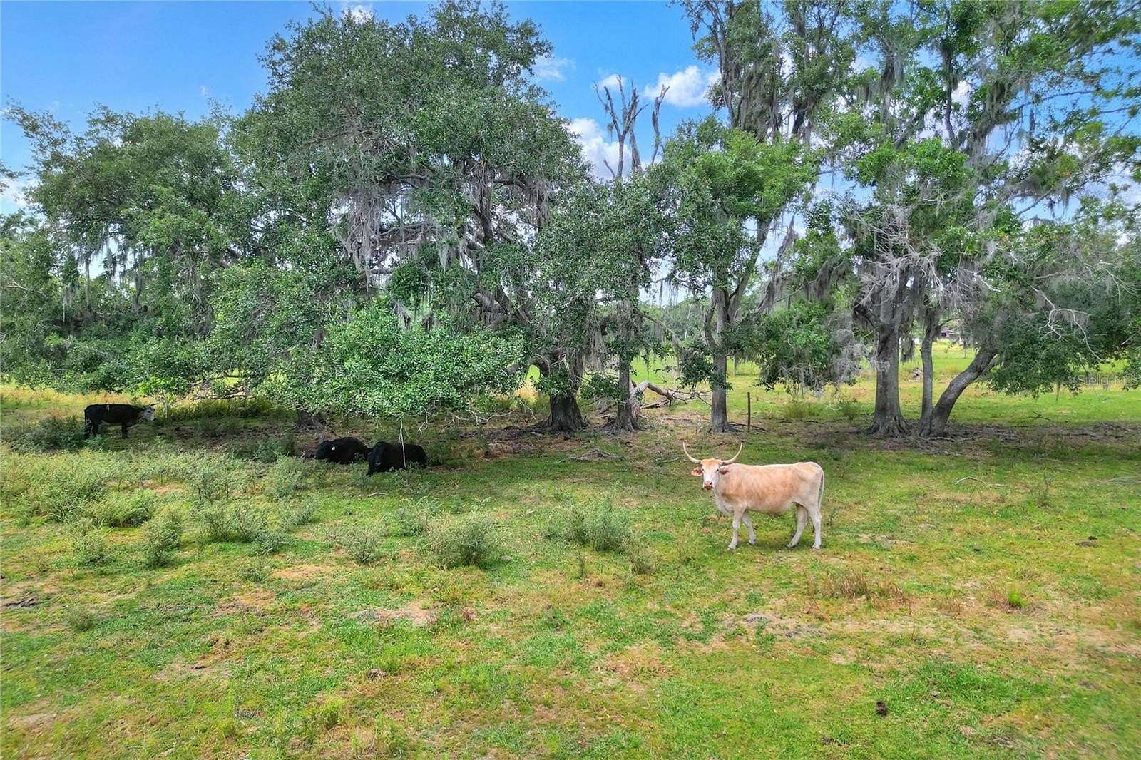 5 Acres of Residential Land for Sale in Lithia, Florida
