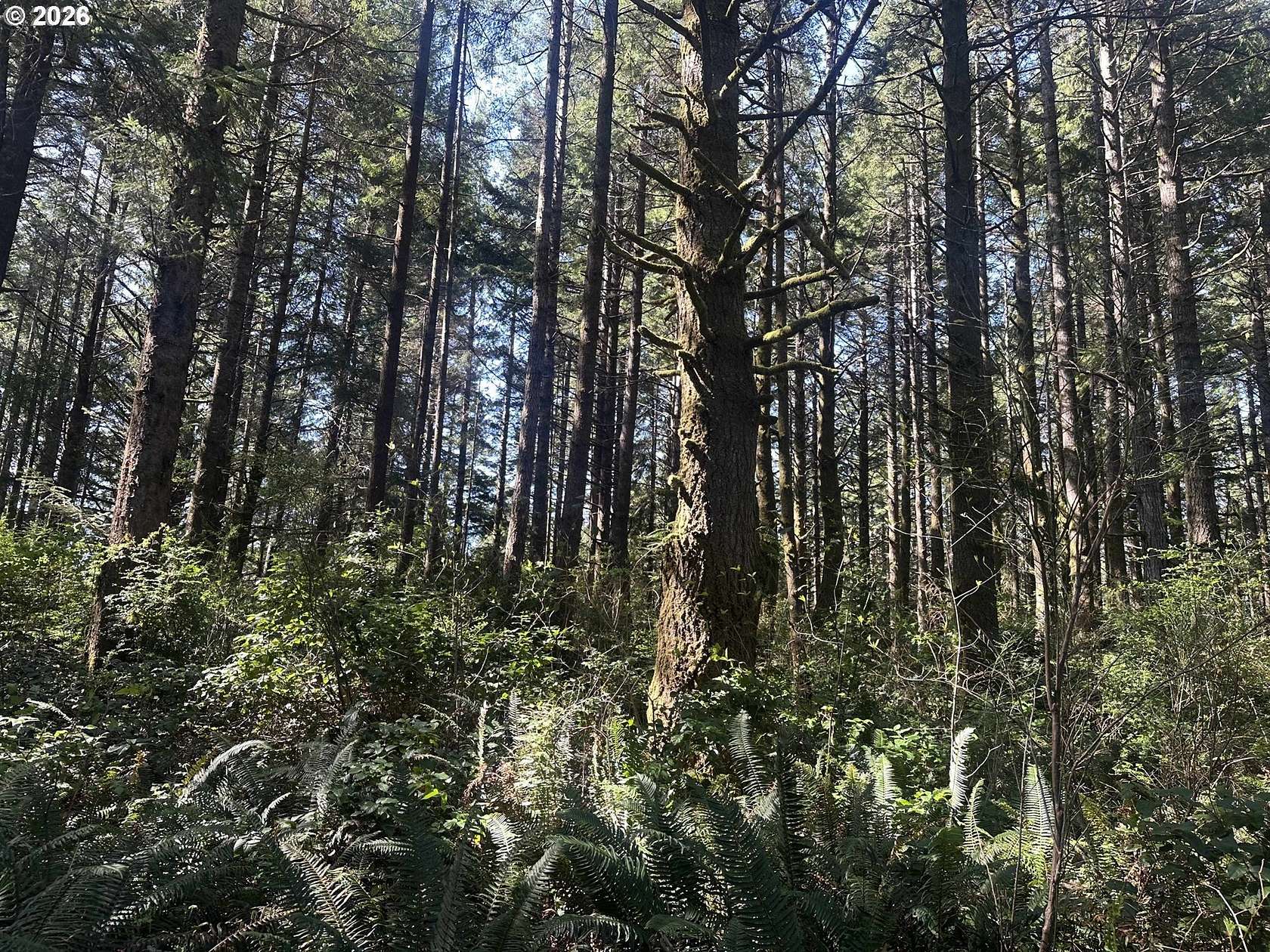 31.3 Acres of Land for Sale in Port Orford, Oregon