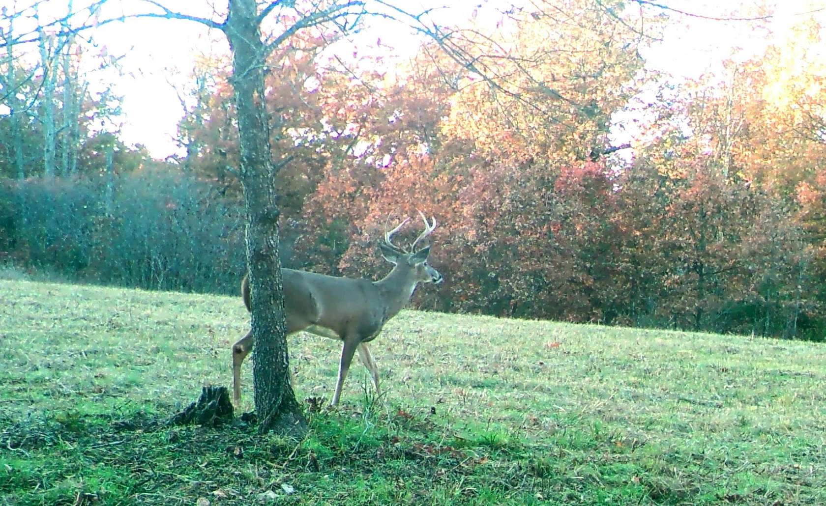 80 Acres of Recreational & Residential Land for Sale in Louisburg, Missouri
