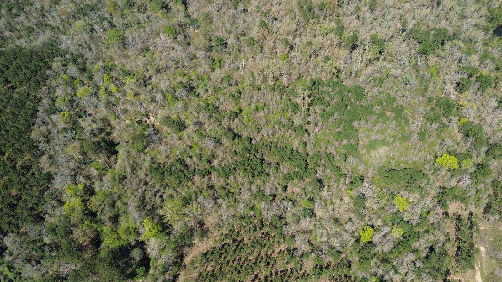 14 Acres of Recreational Land for Sale in Newton, Texas
