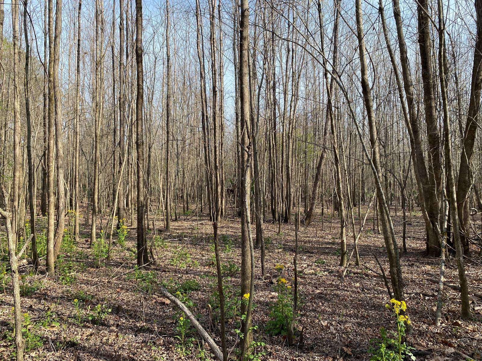 80 Acres of Recreational Land for Sale in Lowndesboro, Alabama