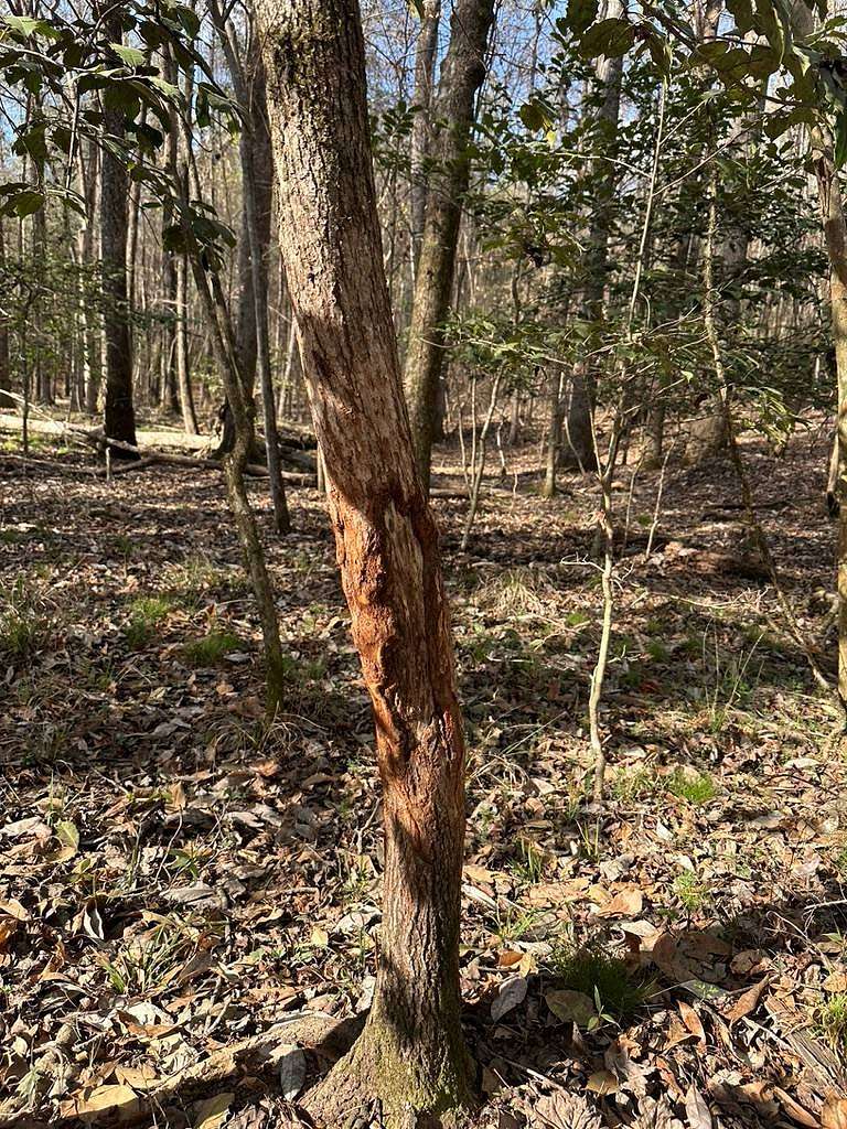 30.7 Acres of Recreational & Residential Land for Sale in Wetumpka, Alabama