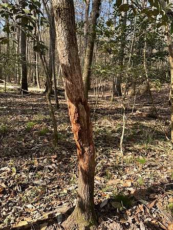 30.7 Acres of Recreational & Residential Land for Sale in Wetumpka, Alabama