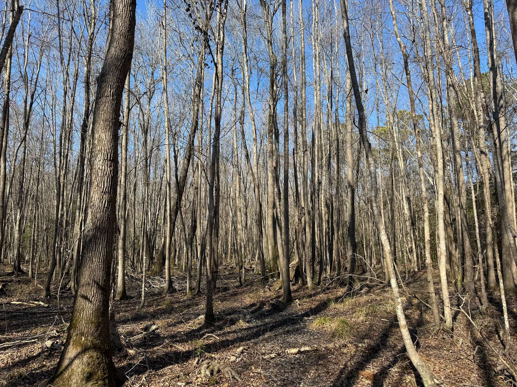 151 Acres of Recreational Land for Sale in Borden, South Carolina