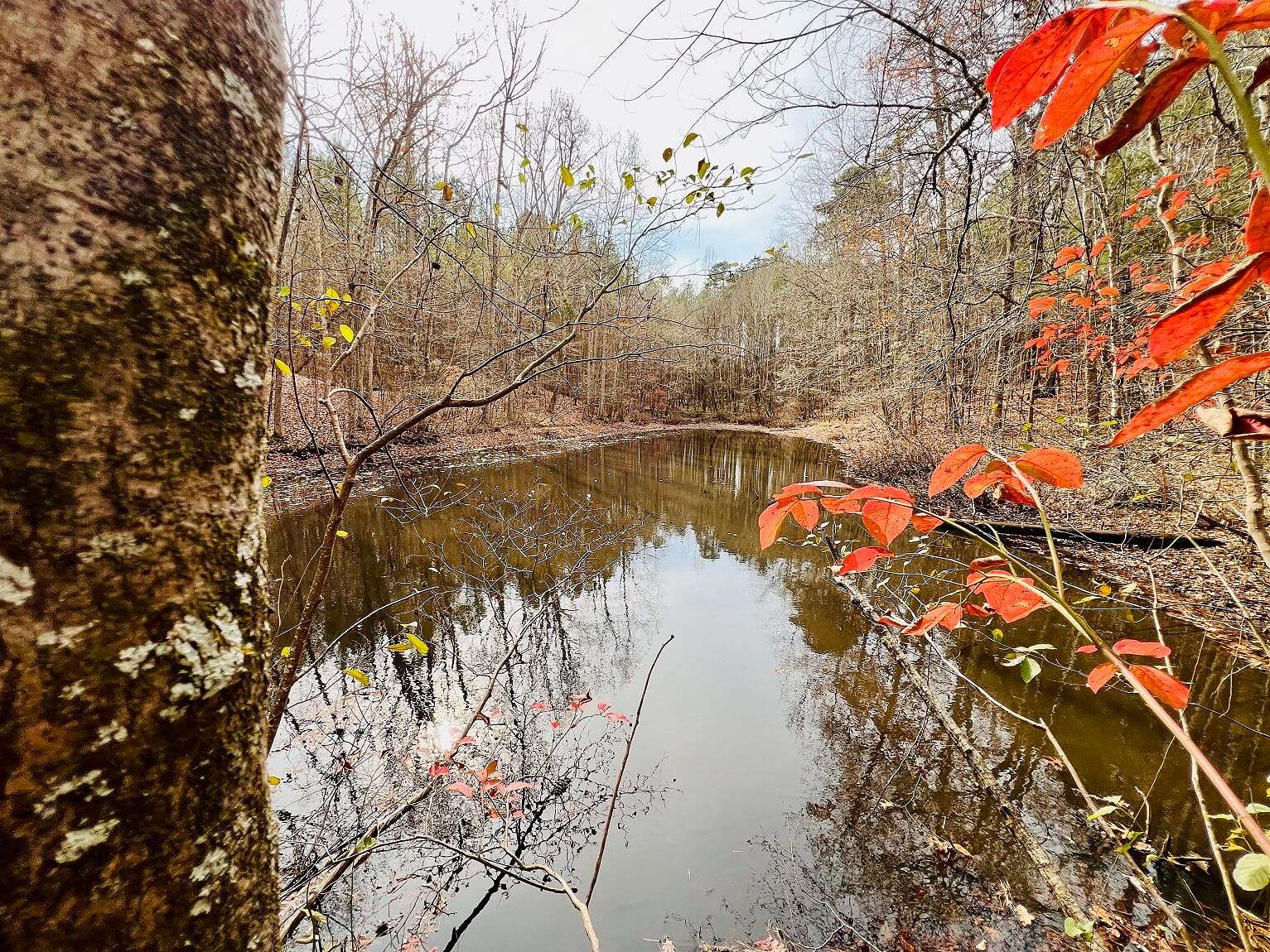 72 Acres of Land for Sale in Booneville, Mississippi