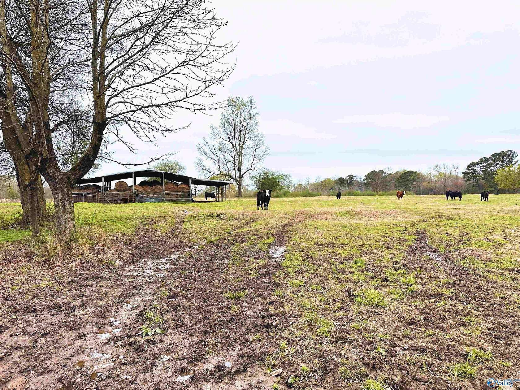 40 Acres of Recreational Land for Sale in Arab, Alabama