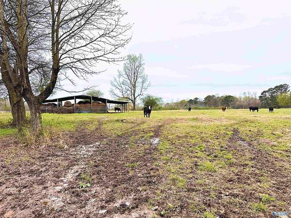 40 Acres of Recreational Land for Sale in Arab, Alabama