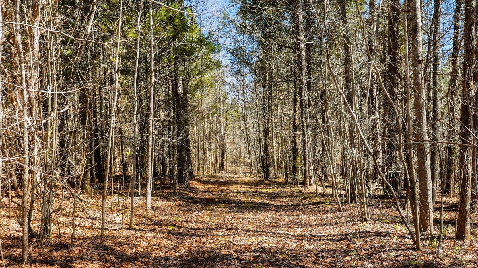 226 Acres of Land for Sale in Beech Bluff, Tennessee
