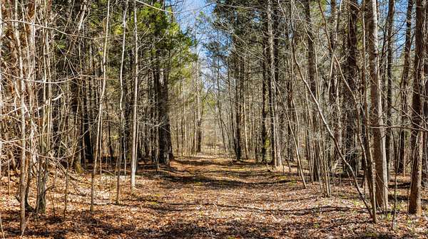 226 Acres of Land for Sale in Beech Bluff, Tennessee
