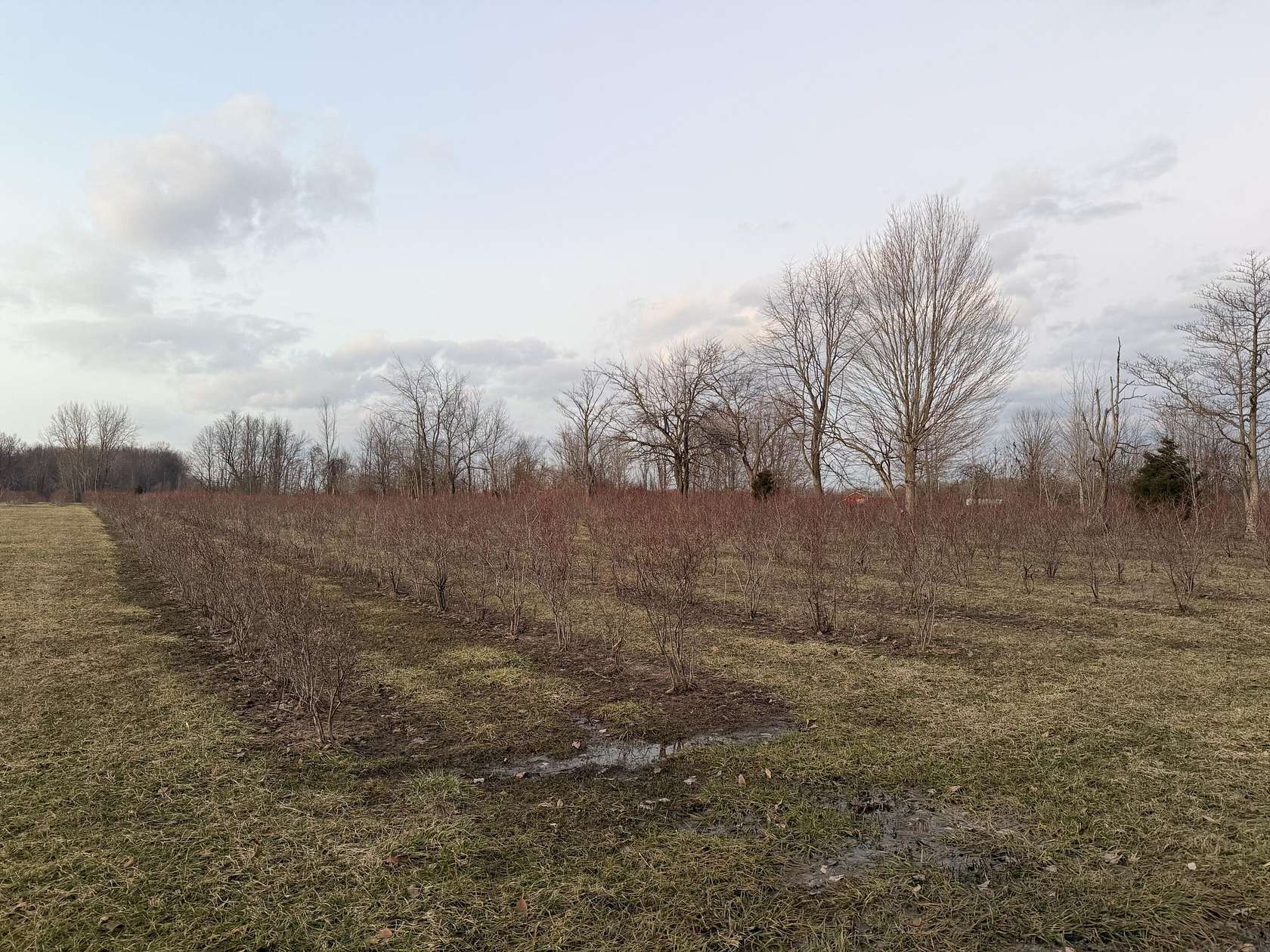 9.9 Acres of Land for Sale in Covert, Michigan