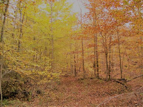 144 Acres of Recreational Land for Sale in Jamestown, Kentucky