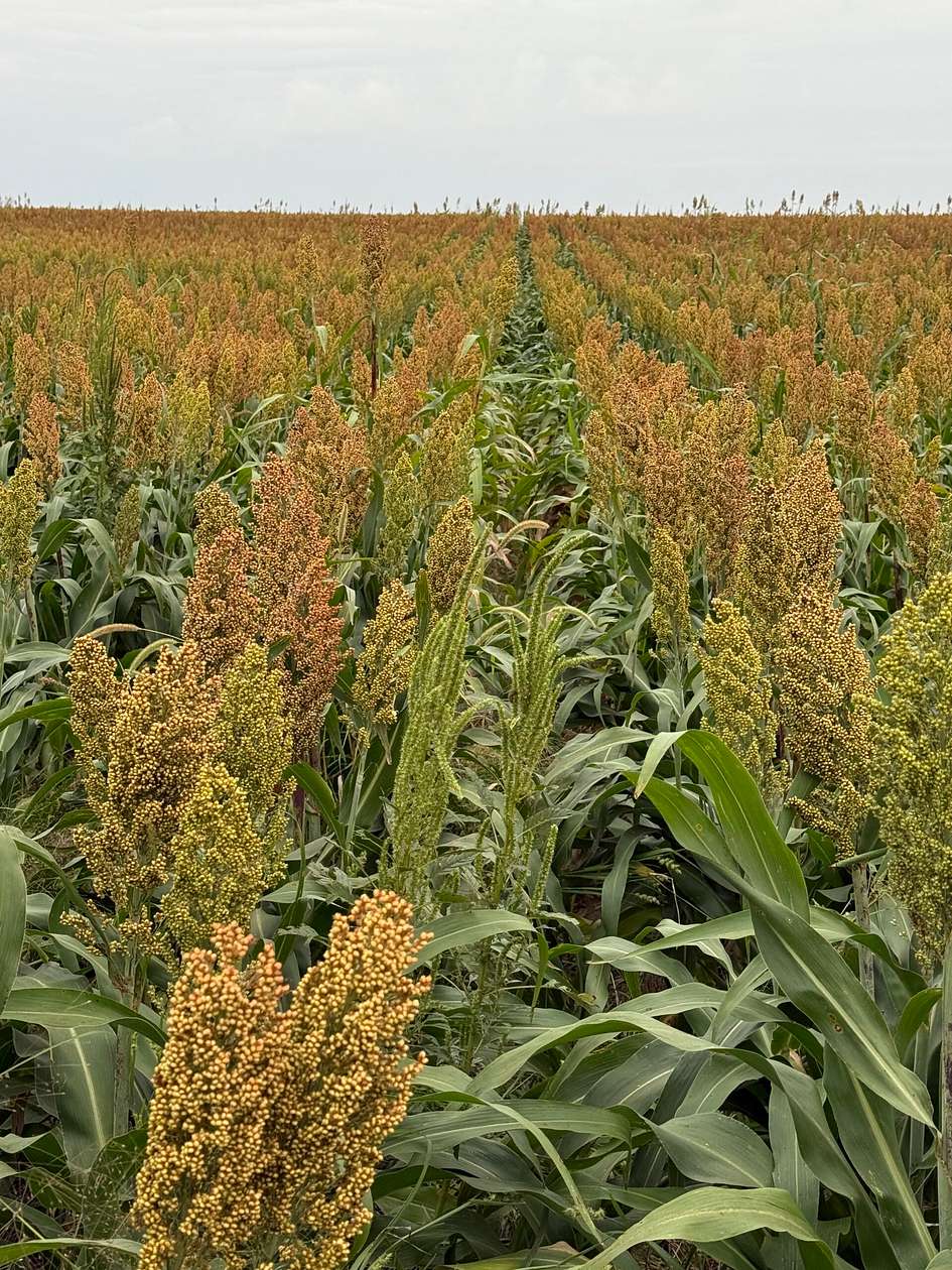 640 Acres of Land for Sale in Ulysses, Kansas