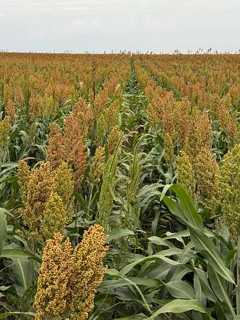 640 Acres of Land for Sale in Ulysses, Kansas