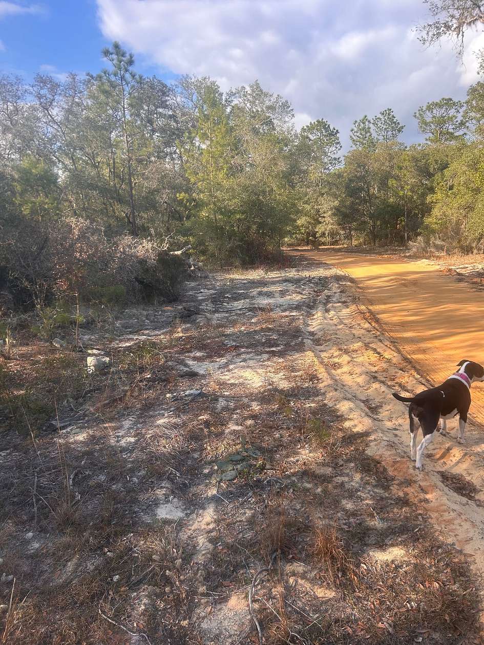 2.53 Acres of Recreational Land for Sale in Hawthorne, Florida