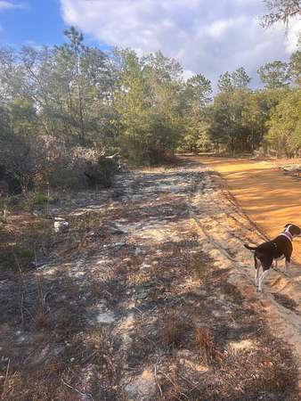 2.53 Acres of Recreational Land for Sale in Hawthorne, Florida