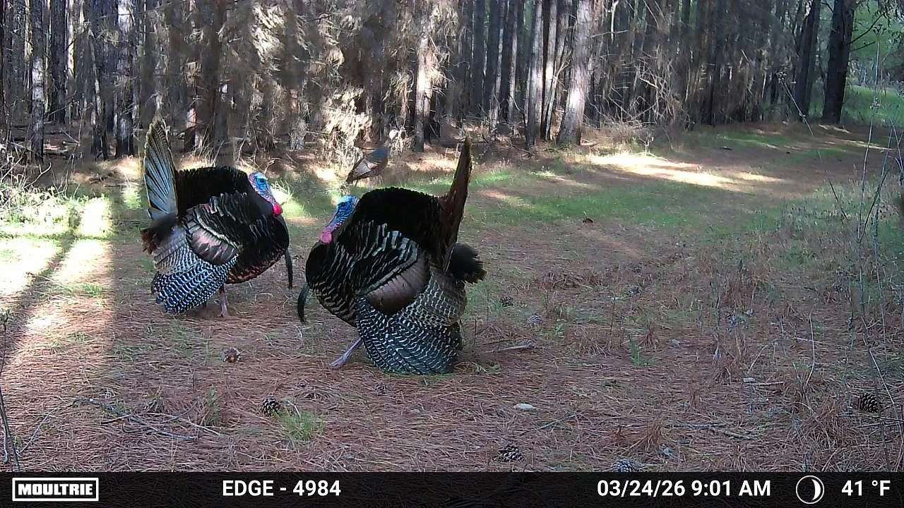 85 Acres of Land for Sale in Troy, North Carolina