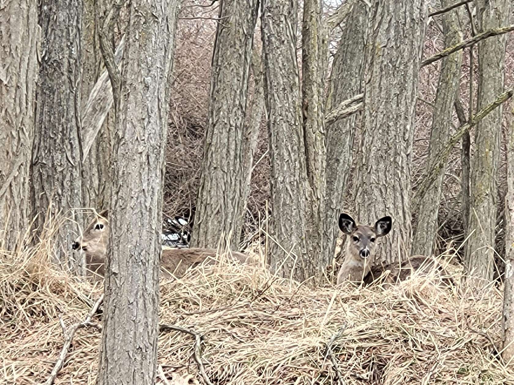 1.89 Acres of Residential Land for Sale in Manistee, Michigan