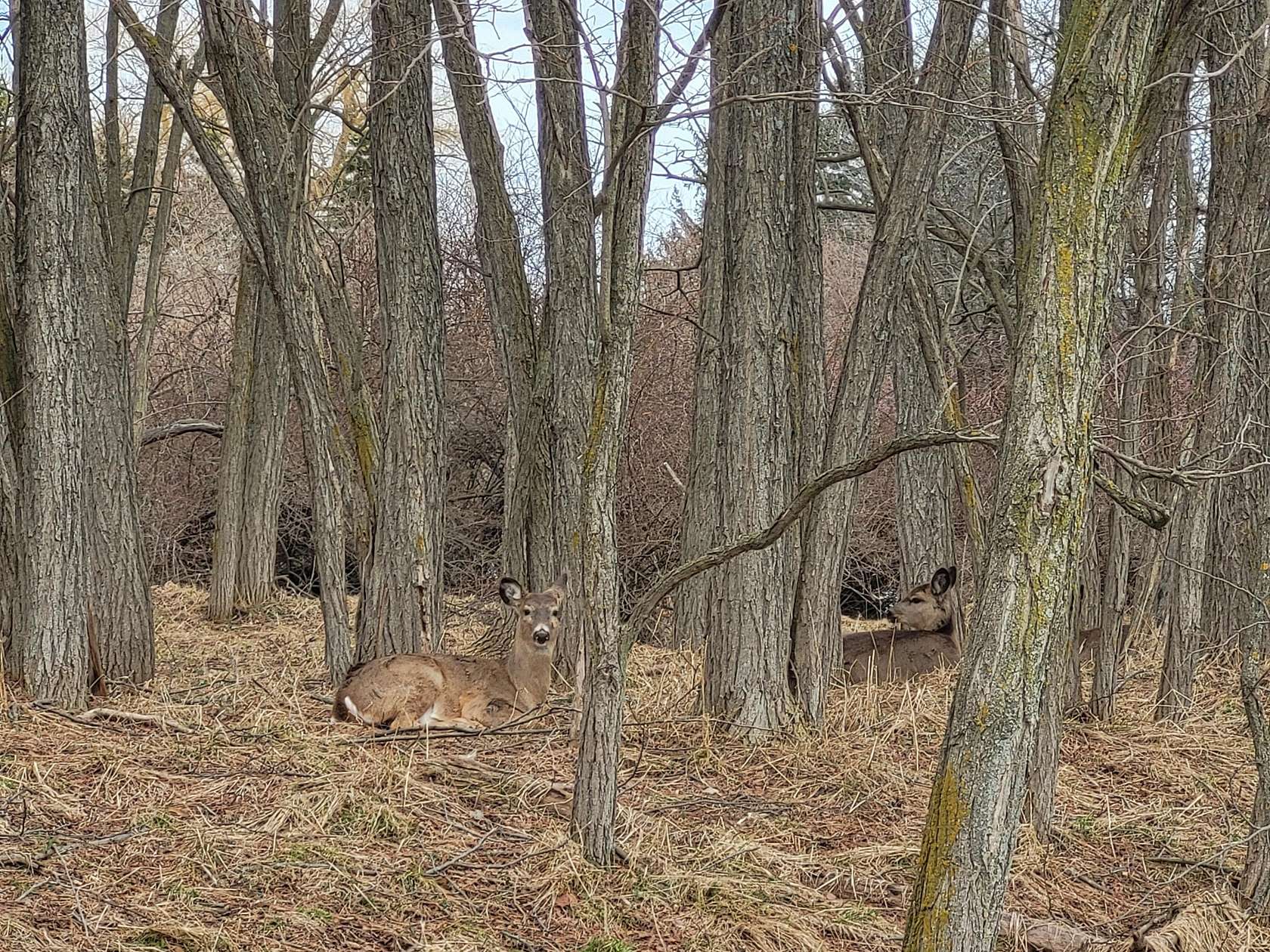 1.89 Acres of Residential Land for Sale in Manistee, Michigan