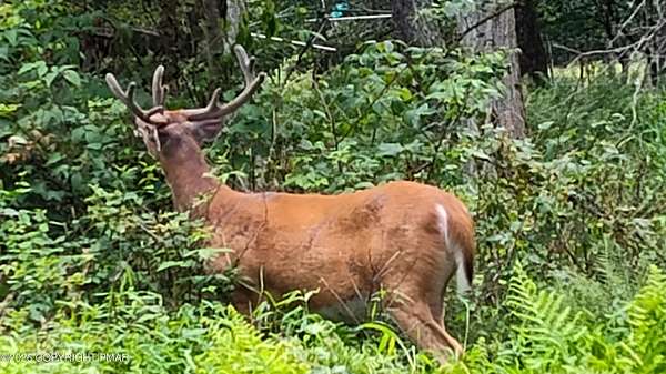 1.1 Acres of Residential Land for Sale in Cresco, Pennsylvania