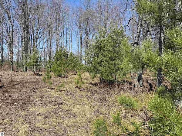 15 Acres of Recreational & Residential Land for Sale in Thompsonville, Michigan