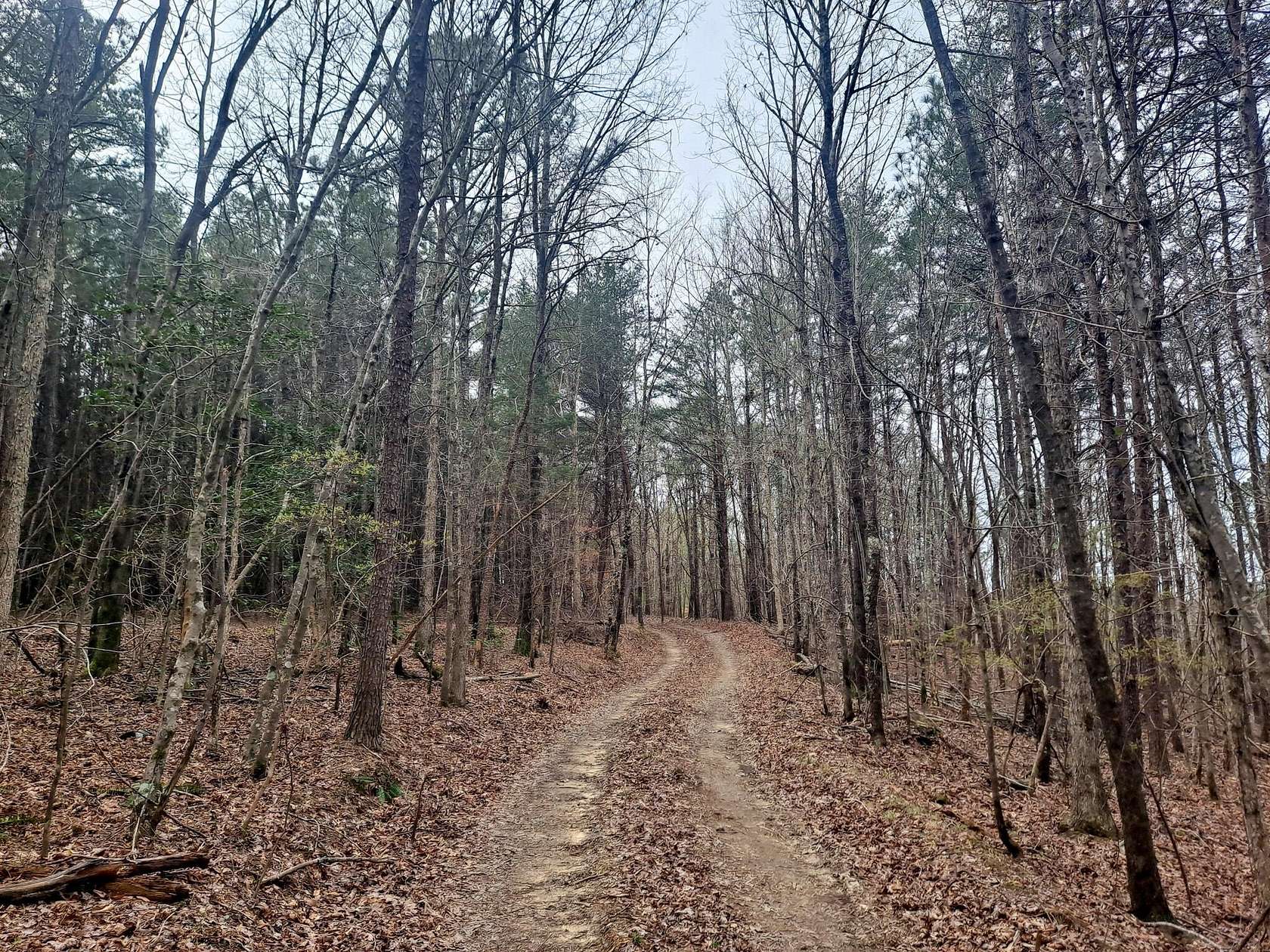 11.6 Acres of Land for Sale in Eldridge, Alabama