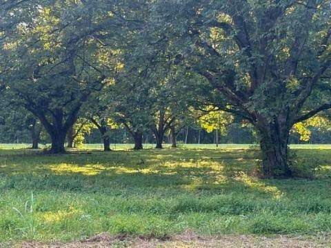1.5 Acres of Residential Land for Sale in Tallulah, Louisiana